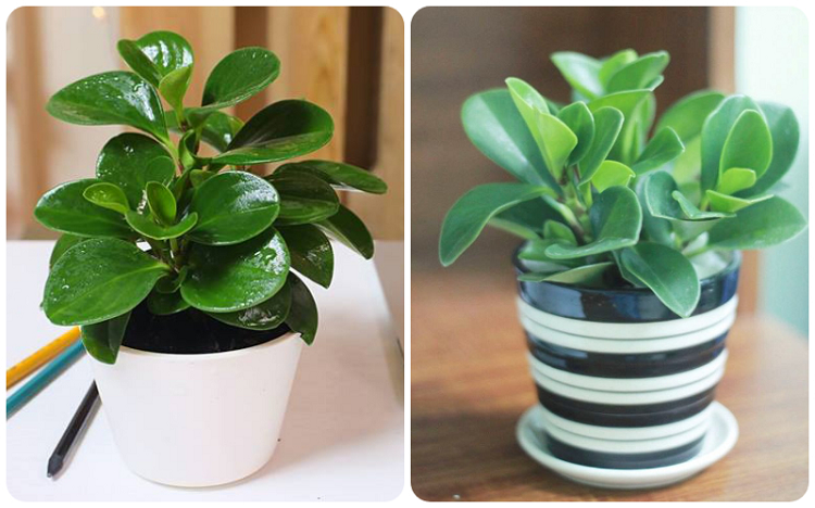 Cây cảnh văn phòng mang không gian làm việc gần gũi với tự nhiên