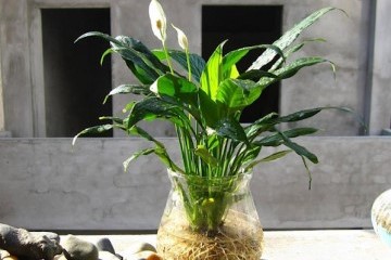 Top 15 Cây Thuỷ Sinh Để Bàn Tốt Cho Sự Nghiệp