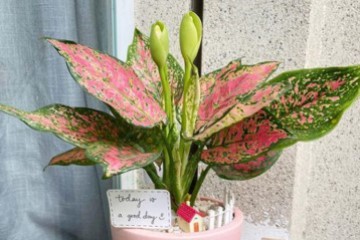 Gợi ý một số cây phong thủy tuổi Tuất mang lại tài lộc